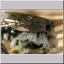 Stylops melittae - Faecherfluegler m15 5mm an Andrena vaga.jpg